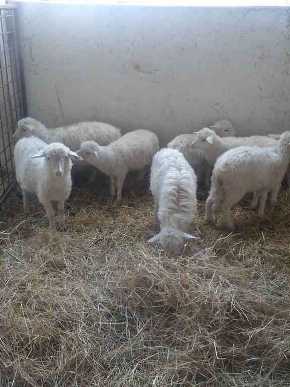 Farm stay Vistamare *