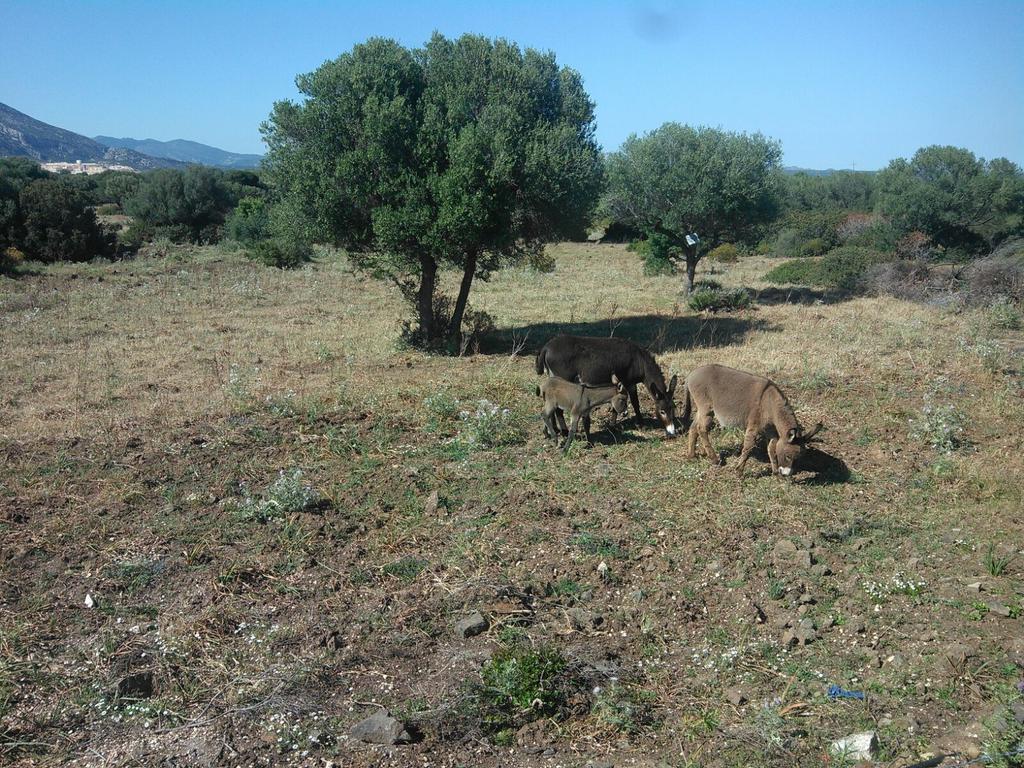 Vistamare
